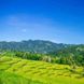 Rice paddies in Indonesia - Ombak Putih