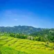 Rice paddies in Indonesia - Ombak Putih