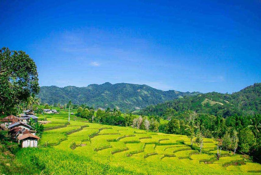 Rice paddies in Indonesia - Ombak Putih