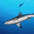 サメ - Ocean Hunter 1