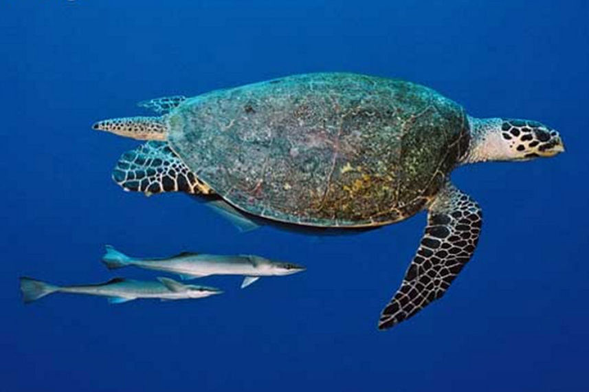 Tartaruga - Ocean Hunter 1