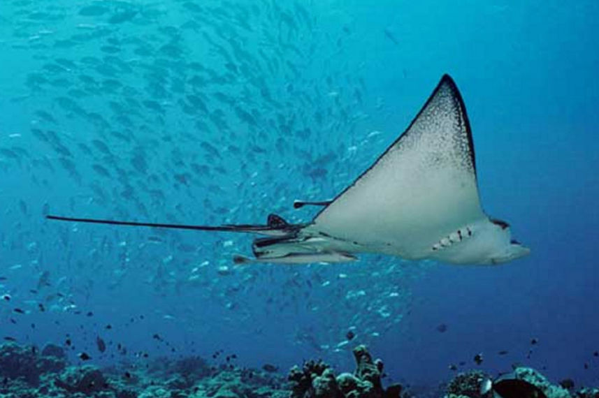 Raia Manta - Ocean Hunter 1