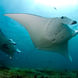 Manta Ray  - Ocean Hunter 3