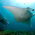 Manta Ray - Ocean Hunter 3