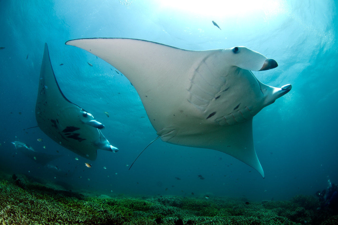 Manta Ray - Ocean Hunter 3