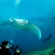 Manta Ray - Ocean Hunter 3