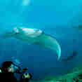 Manta Ray - Ocean Hunter 3