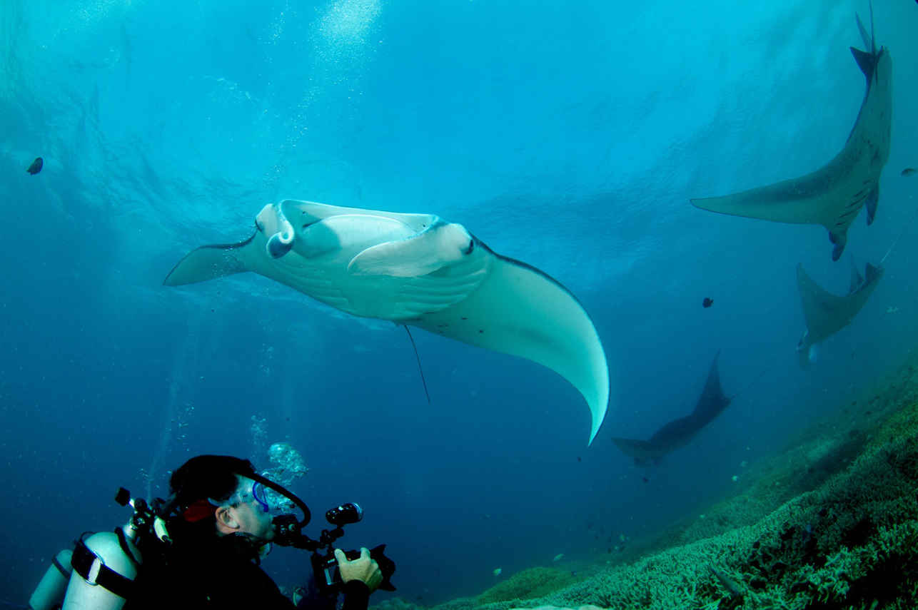 Manta - Ocean Hunter 3