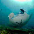 Manta Ray - Ocean Hunter 3