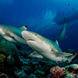 Requin - Ocean Hunter 3