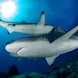 Requin - Ocean Hunter 3