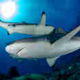 Shark - Ocean Hunter 3
