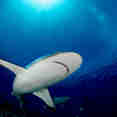 Shark - Ocean Hunter 3