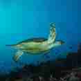 Maldivian marine encounters onboard Dream Catcher 2