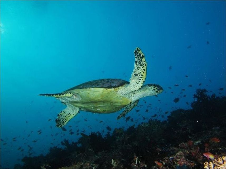 Maldivian marine encounters onboard Dream Catcher 2