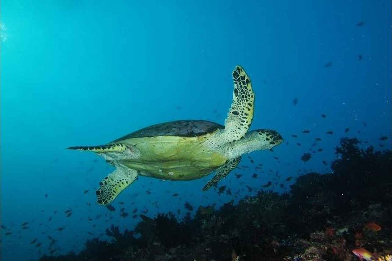 Maldivian marine encounters onboard Dream Catcher 2