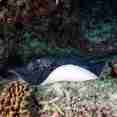 Stingrays and more onboard Dream Catcher 2