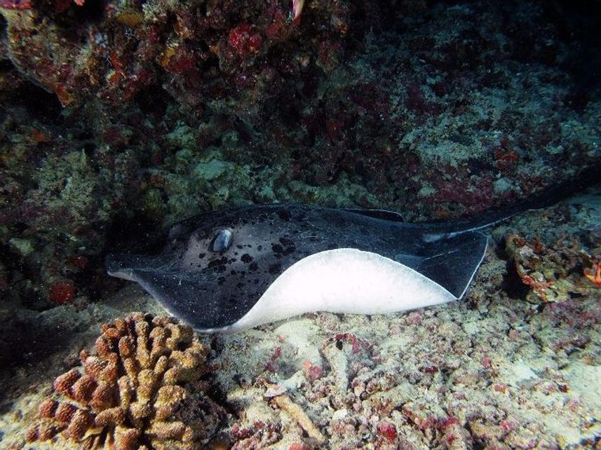 Stingrays and more onboard Dream Catcher 2