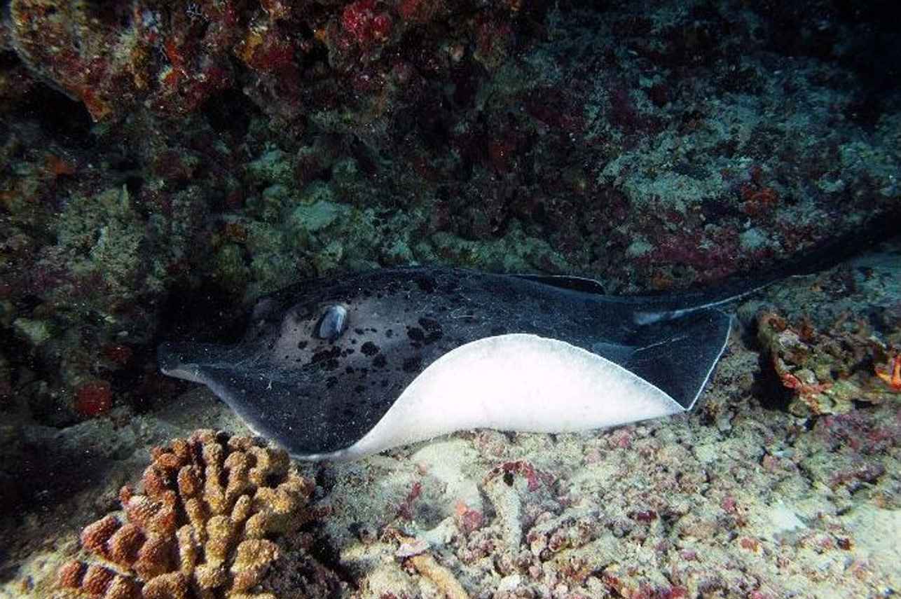 Stingrays and more onboard Dream Catcher 2