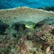 Reef fish in the Maldives - Dream Catcher 2