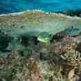 Reef fish in the Maldives - Dream Catcher 2