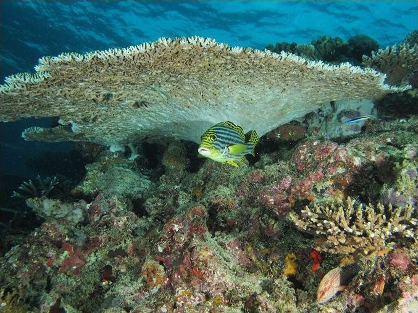 Reef fish in the Maldives - Dream Catcher 2