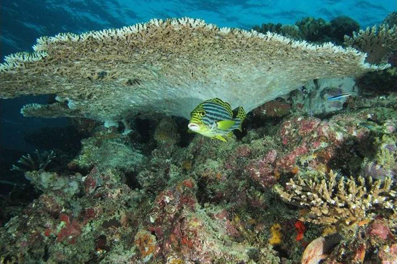 Reef fish in the Maldives - Dream Catcher 2