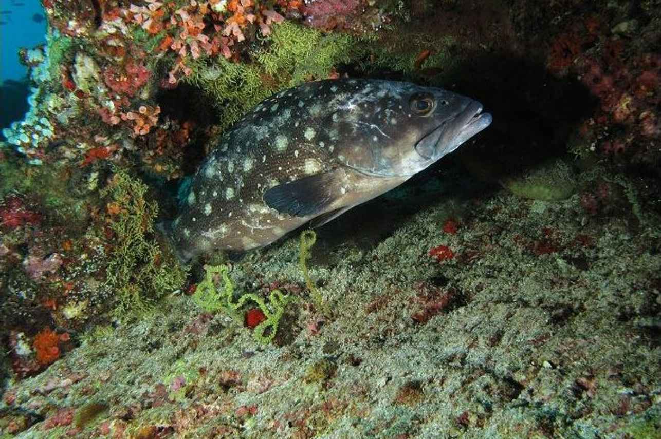 Colourful reefs and marine life - Dream Catcher 2