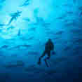 Huge schools of sharks in Cocos Islands