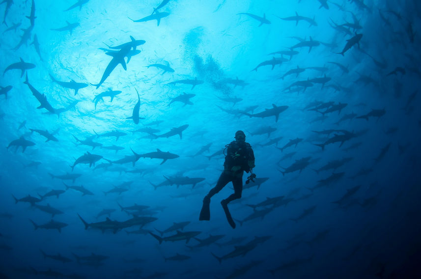 Huge schools of sharks in Cocos Islands