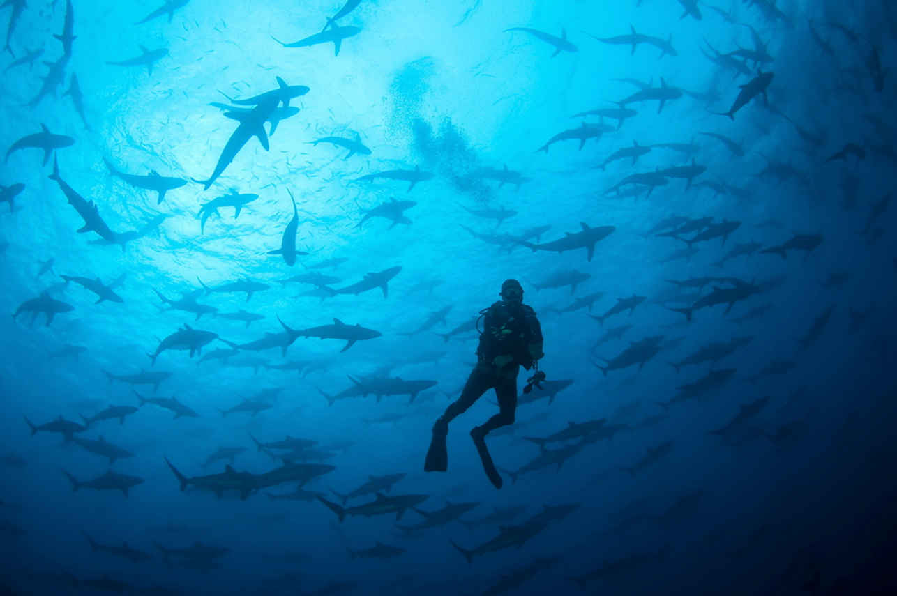 Huge schools of sharks in Cocos Islands