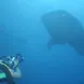 Whale sharks in Cocos Islands