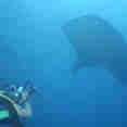 Whale sharks in Cocos Islands