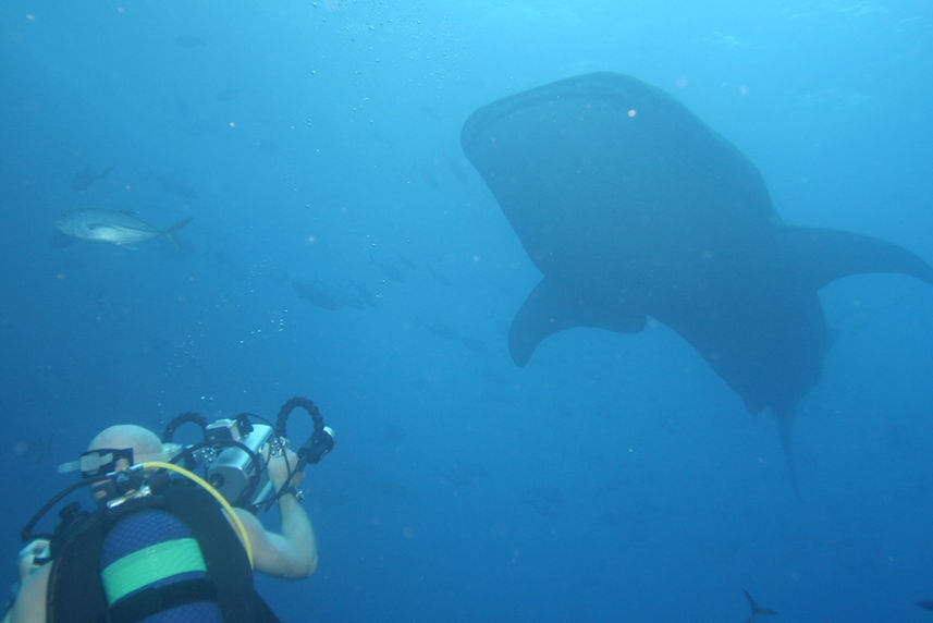 Whale sharks in Cocos Islands