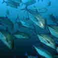 Large schools of Jacks in Panama