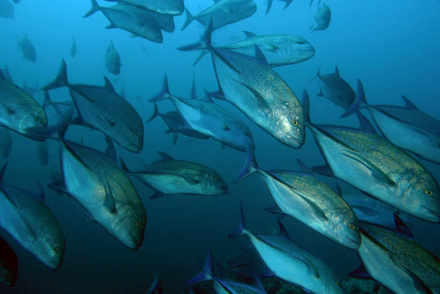 Large schools of Jacks in Panama