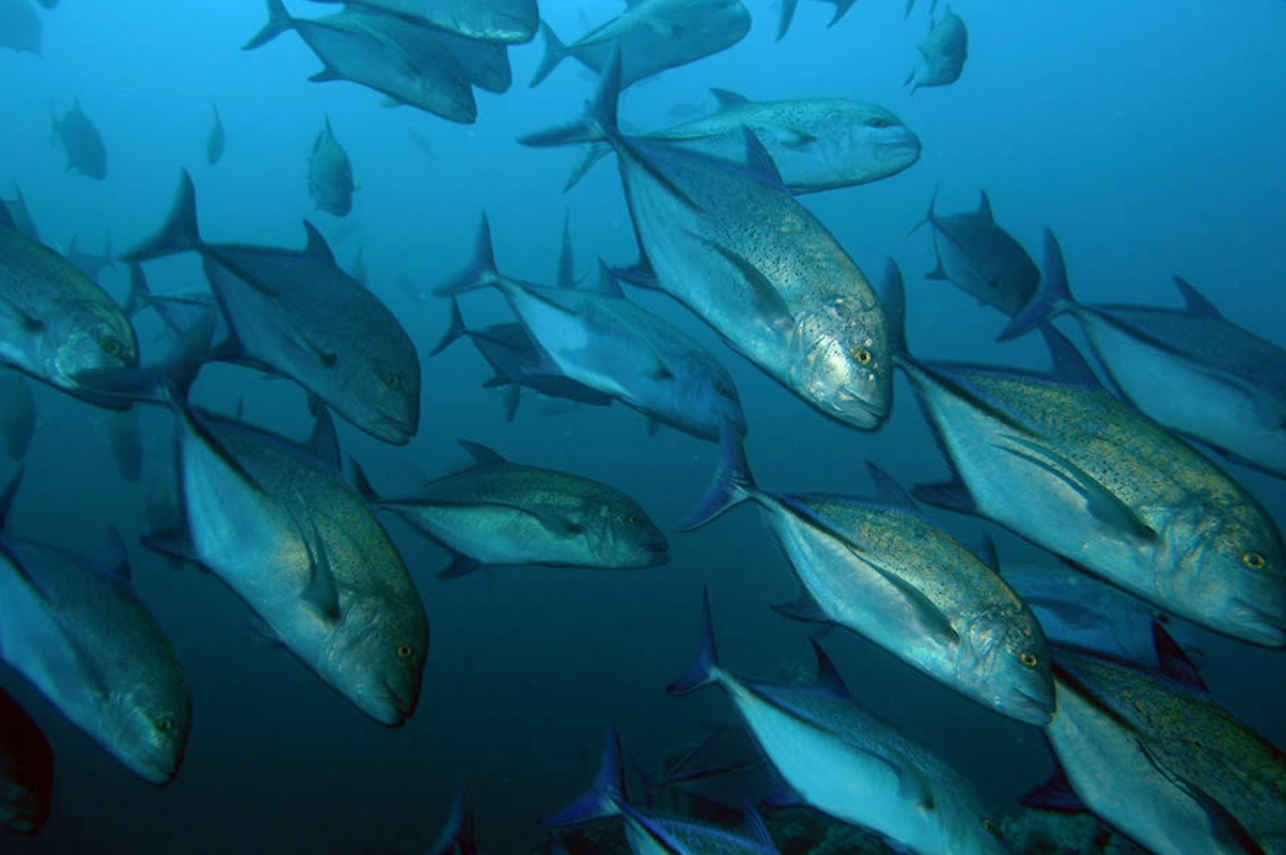 Large schools of Jacks in Panama