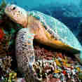 Fantastic diving in Raja Ampat - Euphoria Liveaboard