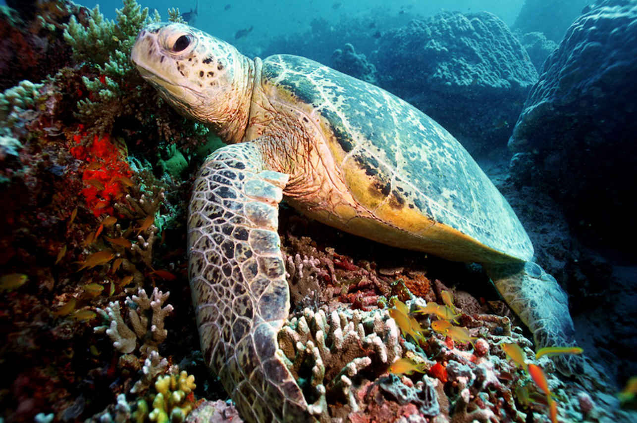 Fantastic diving in Raja Ampat - Euphoria Liveaboard