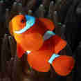 See amazing marine life in the famous Raja Ampat area