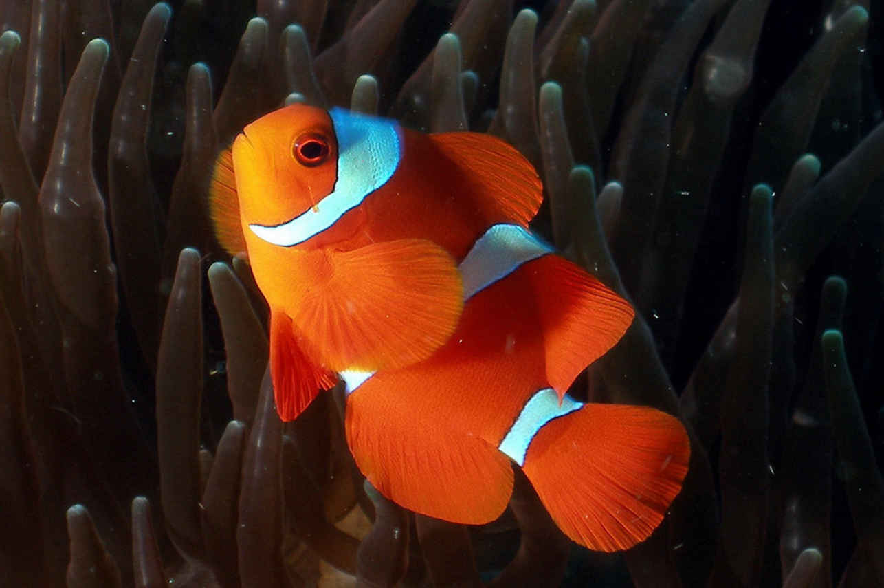 See amazing marine life in the famous Raja Ampat area
