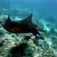 Spectacular Manta Rays in Indonesia onboard Euphoria Liveaboard