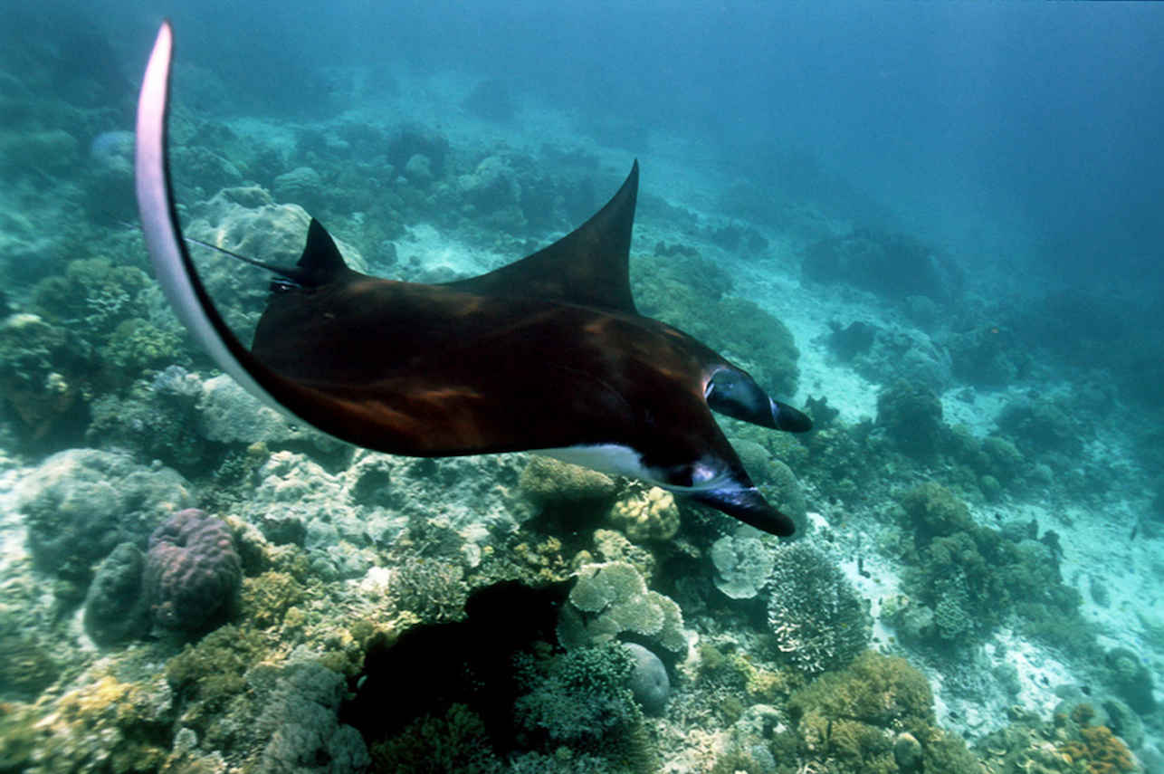 Spectacular Manta Rays in Indonesia onboard Euphoria Liveaboard