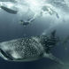 Tubarão Baleia - Scubaspa Yin