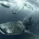 Whale Shark - Scubaspa Yin