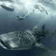 Whale Shark - Scubaspa Yin