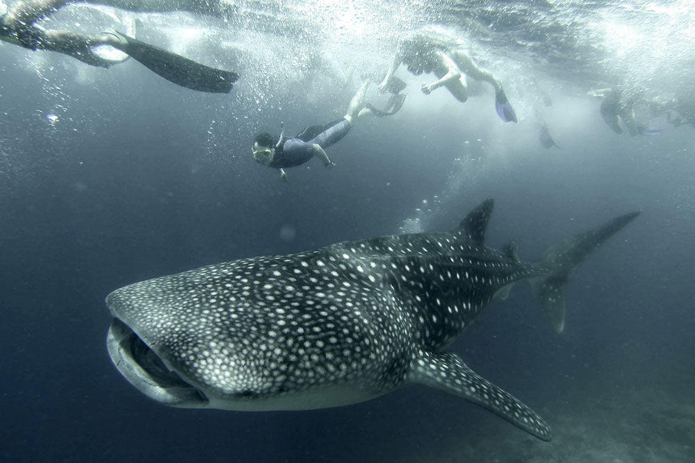 Tiburon ballena - Scubaspa Yin