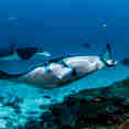 Manta Ray - Scubaspa Yin