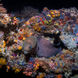 산호초 - Scubaspa Yin
