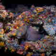 Coral Reef - Scubaspa Yin